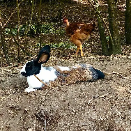 Casa Da Quinta Da Prelada Simao Partie Basse *