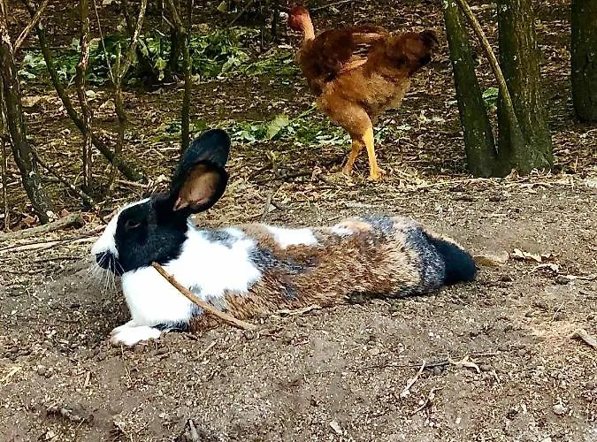 Casa Da Quinta Da Prelada Simão Partie Basse *