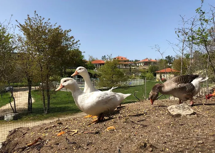 Hébergement de vacances Casa Da Quinta Da Prelada Simao Partie Basse Castelbuono