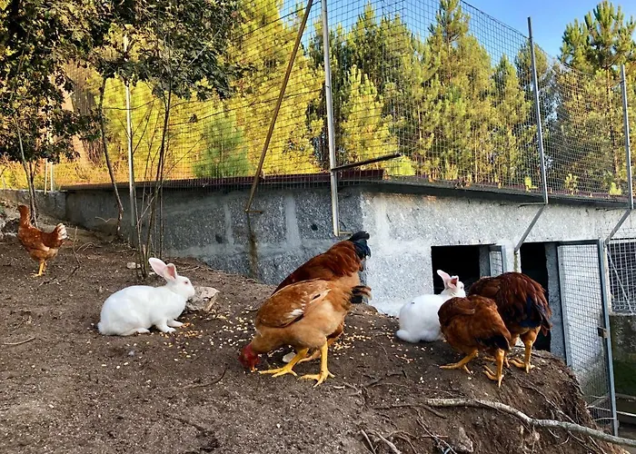 Casa Da Quinta Da Prelada Simão Partie Basse